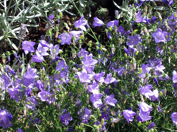 n_n_b_12  Glocken.jpg